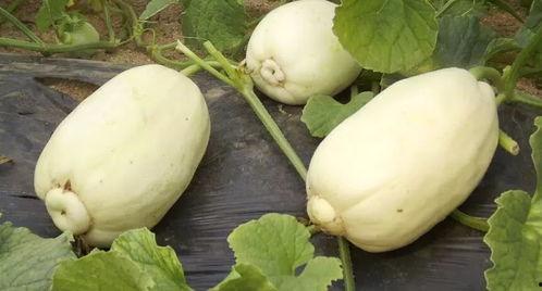 吃濰坊瓜,探尋地方特色美食之旅