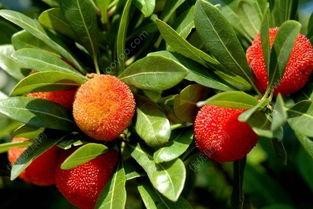 吃楊梅之后能吃瓜嗎,楊梅與瓜果同食的飲食搭配指南