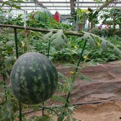 保定育才園吃瓜,揭秘校園吃瓜文化背后的故事