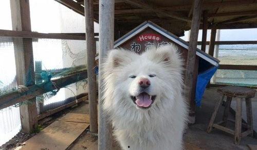 日本明星犬,閃耀舞臺(tái)的忠誠伙伴