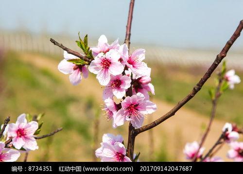 桃花綻放全集手機(jī)在線觀看,手機(jī)在線觀看，盡享浪漫時(shí)光