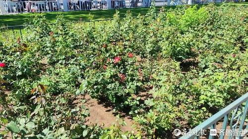 網(wǎng)紅棒花,引領(lǐng)潮流的植物新寵