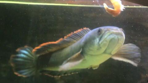 雷龍魚吃瓜,瓜果盛宴背后的生態(tài)奇觀