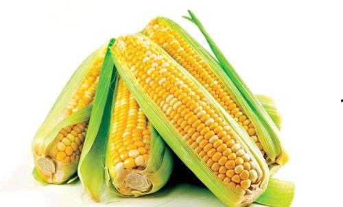 傷心的玉米吃瓜號(hào),傷心玉米的瓜界奇遇