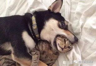 狗子的最新爆料是什么,揭秘娛樂圈驚人內(nèi)幕