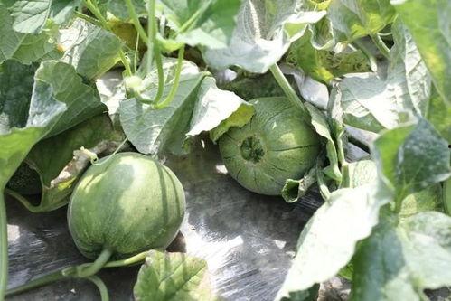 現(xiàn)在還吃瓜的季節(jié),揭秘娛樂(lè)圈最新吃瓜大戰(zhàn)