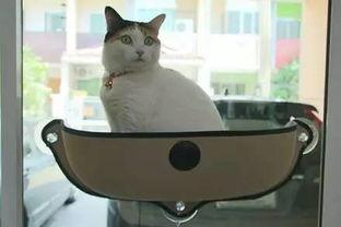 娛樂吃瓜醬貓窩,揭秘娛樂圈那些不為人知的幕后故事