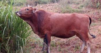 牛怎么看料肉比,科學(xué)飼養(yǎng)與高效轉(zhuǎn)化之道