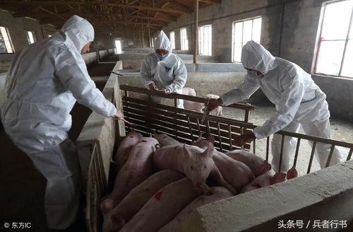 印尼豬瘟最新爆料圖,揭秘病毒擴散與防控措施