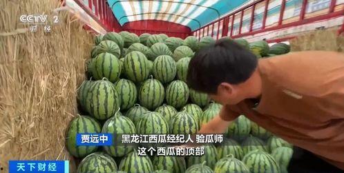 車庫門吃瓜,揭秘日常生活中的趣味瞬間